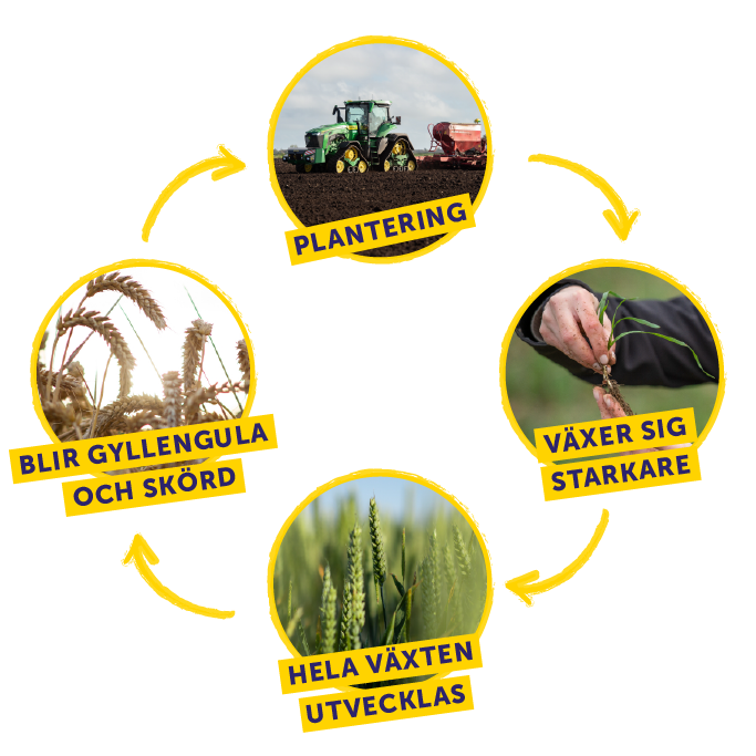 Weetabix Wheat Cycle Diagram